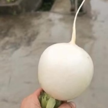 圆萝卜，颜色好，漂亮