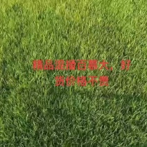 精品百慕大需要联系