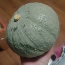 新疆干沙银栗南瓜现货800吨