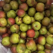 24小时在线山油茶果
