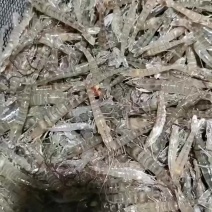 海区斑节虾苗基围虾苗需要联系
