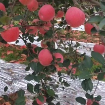 白水水晶红富士