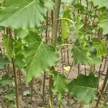 107速生杨