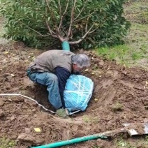 苗圃大量出售10-15公分樱花