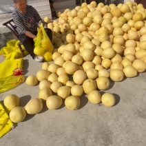 宣恩贡水白柚