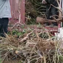 出售油桃树5000棵