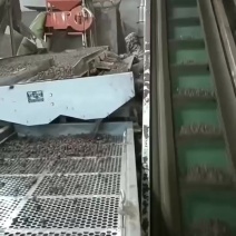 广西茶籽秋分籽自然晒干手剥籽茶籽油茶果山茶籽