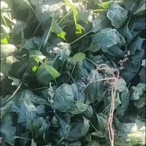 菠菜