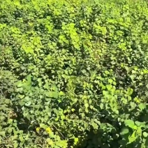 乌桕杯苗