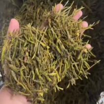 黄金芽