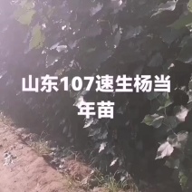 山东聊城！107速生杨繁育基地