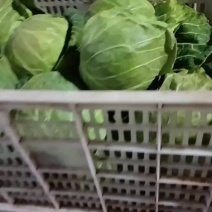 精品甘蓝