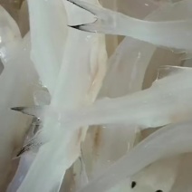 银鱼