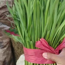 精品韭菜