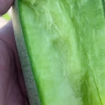 天津正宗小沙窝村水果萝卜