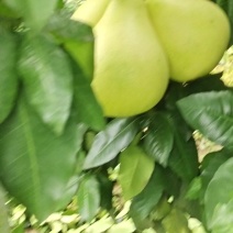 三红柚通货，1.5斤起摘，无花无麻，口感很好，皮面干净。