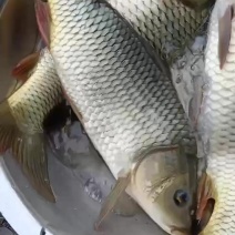 水库鲤鱼