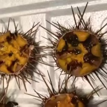 自助餐，专用，黄金胆，价格优势，源头一手货