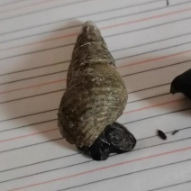 **粗皮黄螺