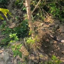 华南9号自营直销，欢迎选购！