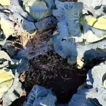 圆白菜，大量有，谁拉联系