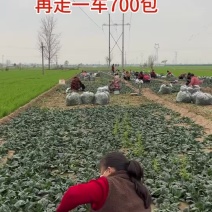 开封杞县圆叶趴地菠菜！