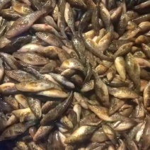 东北老头鱼，现货！