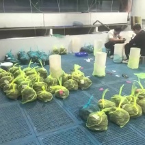 兴化大闸蟹，原产地批发直发，大量供货可电话预定或者私信