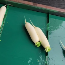 精品水洗白萝卜条形又白又好无黑斑虫洞河北石家庄新乐