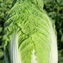 黄心白菜