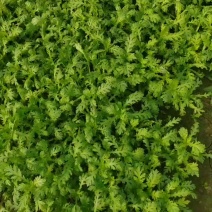 茼蒿