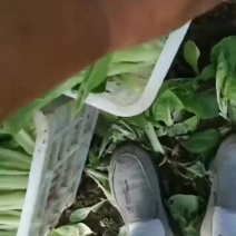 精品小白菜大量批发可长期供应新鲜采摘基地直发