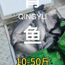 青鱼大小规格齐全欢迎了解