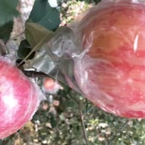 陕西纸加膜红富士苹果大量上市供应