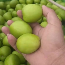 大青枣