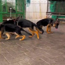 精品德牧犬