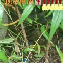 桃树苗