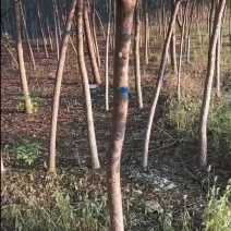 国槐
