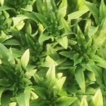 油麦菜