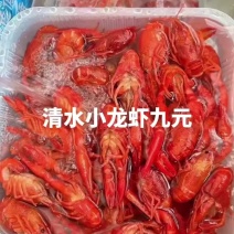 2025潜江液氮锁鲜活虾速冻油炸清水小龙虾精品345/4