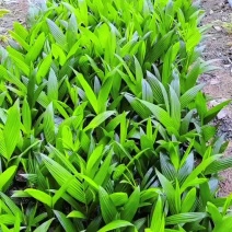 海南槟榔矮节苗