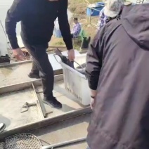 青鱼大小规格都有欢迎了解