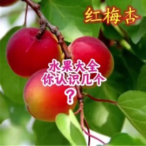 水密桃苗黄桃苗大量供应基地直发欢迎来电可视频看货