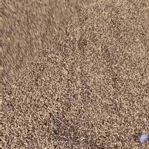 大量收水淹豆