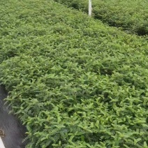 广东清香木盆栽