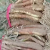 旱地红葱十里飘香