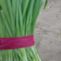 精品韭菜