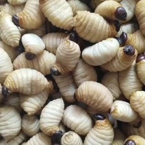 竹笋虫