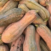 精品蜜本南瓜产地直发一手货源质量保证全国发货