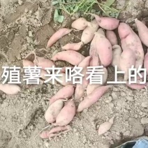 养殖薯